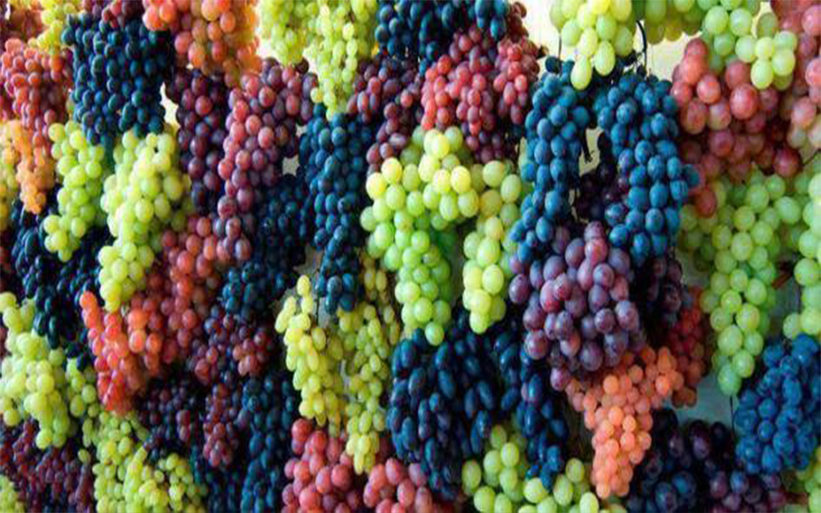 egyptian grapes for export Egyptian grapes exporters Hitac Trading