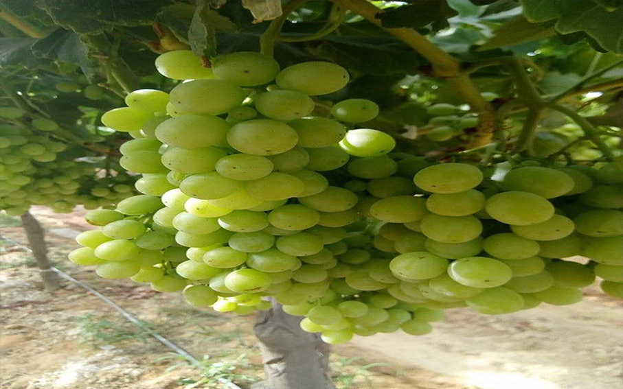 egyptian grapes for export Egyptian grapes exporters Hitac Trading