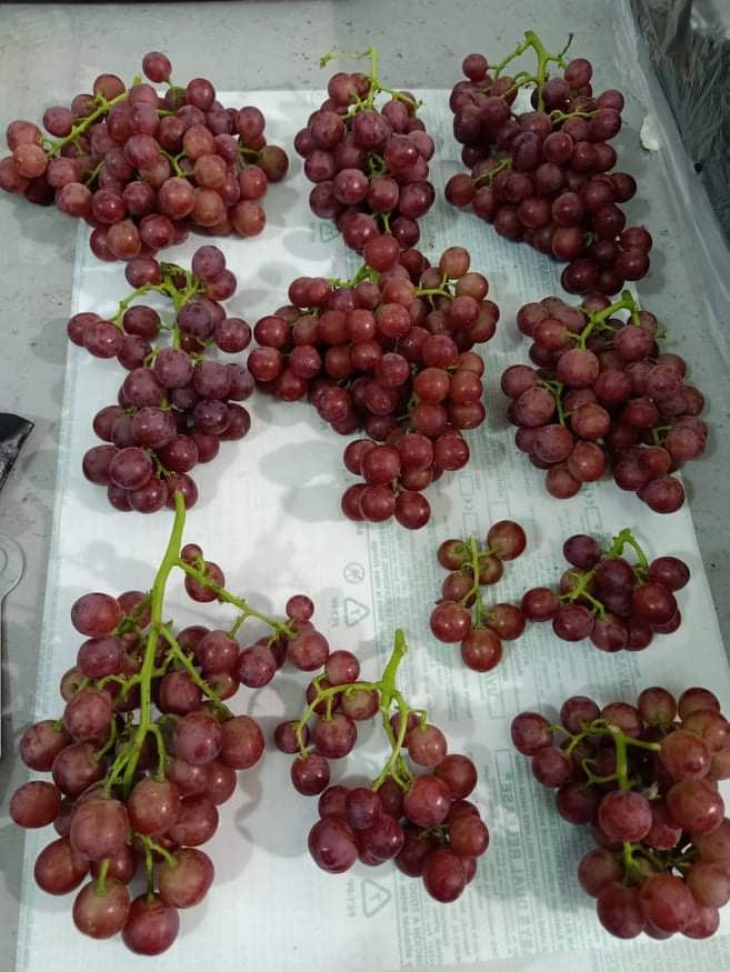 Egyptian Grapes for export exporters Suppliers Red Black Green 2024