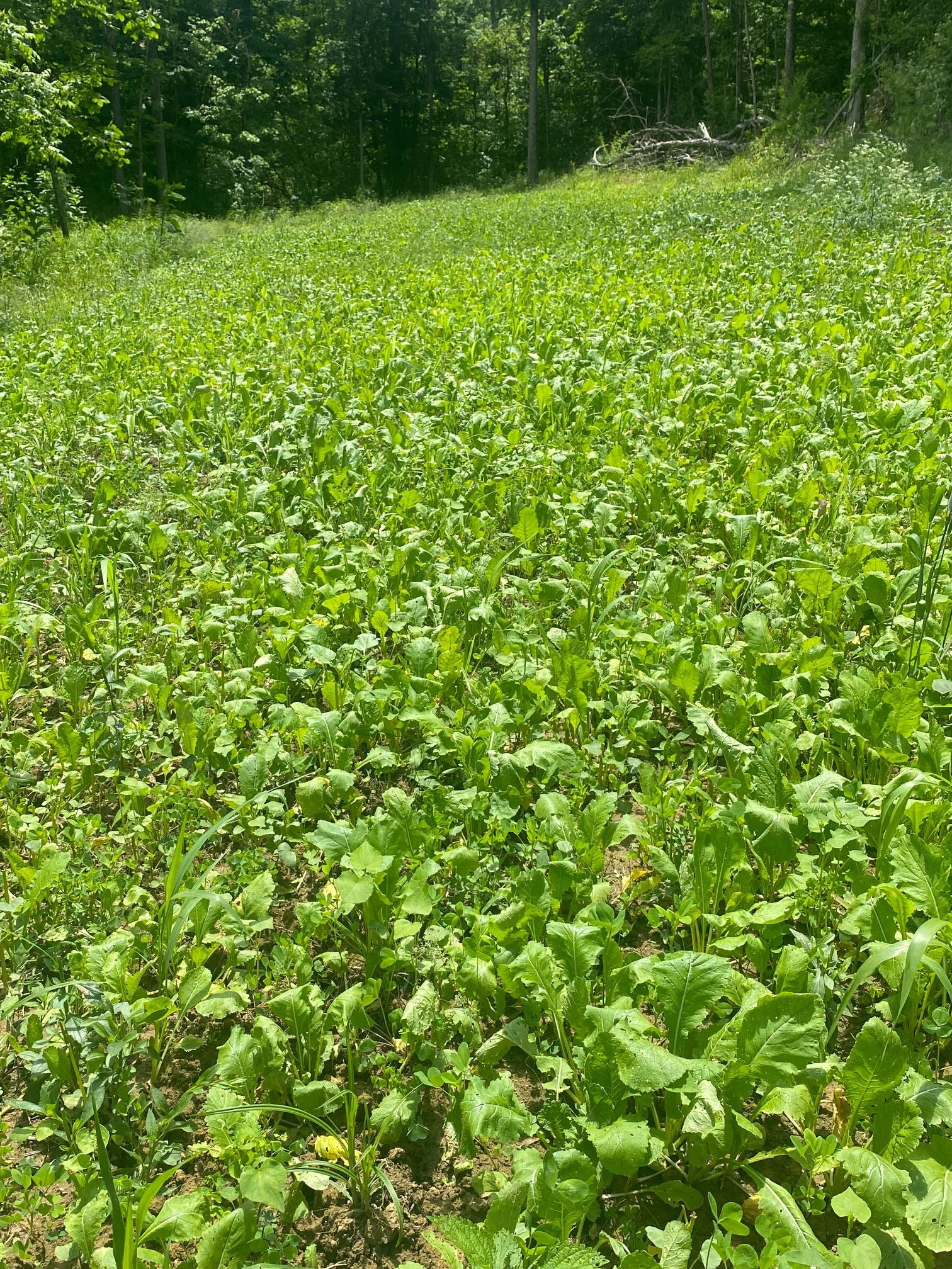 NoTill Food Plot BlendClover, Turnip, Radish, Rye, Oats Hit List