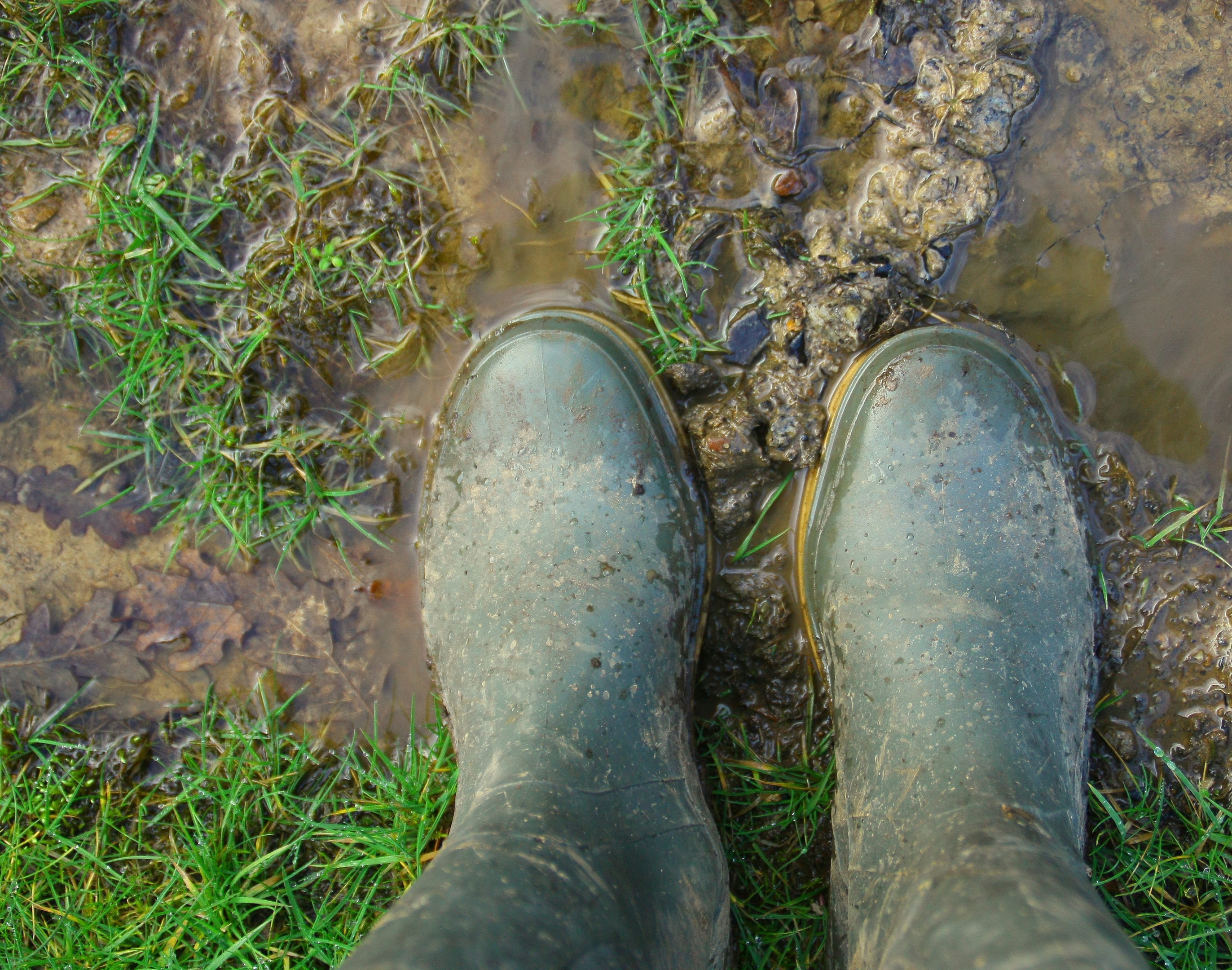 What to do when your Backyard is a Swamp Hittle Landscaping