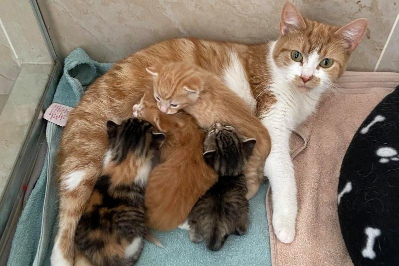 7 Animal Shelters in Melbourne to Adopt From Hive Life Magazine