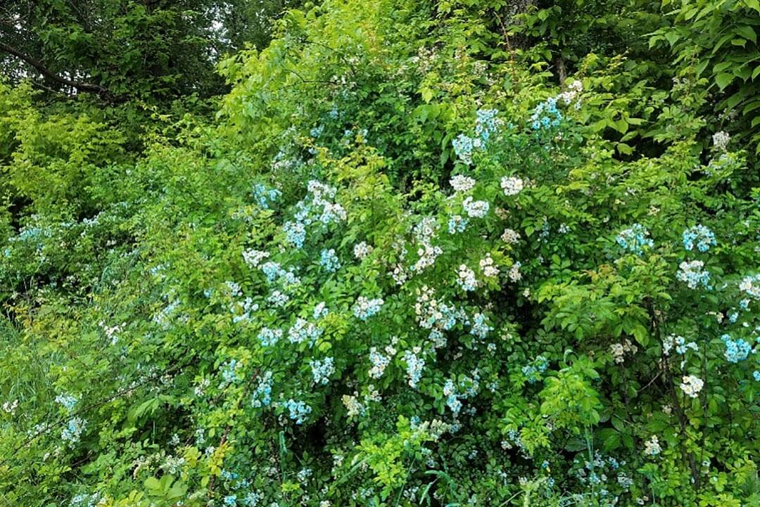 Invasive Species Management Tree Care & Forestry Consulting Services Ashland & Columbia, MO