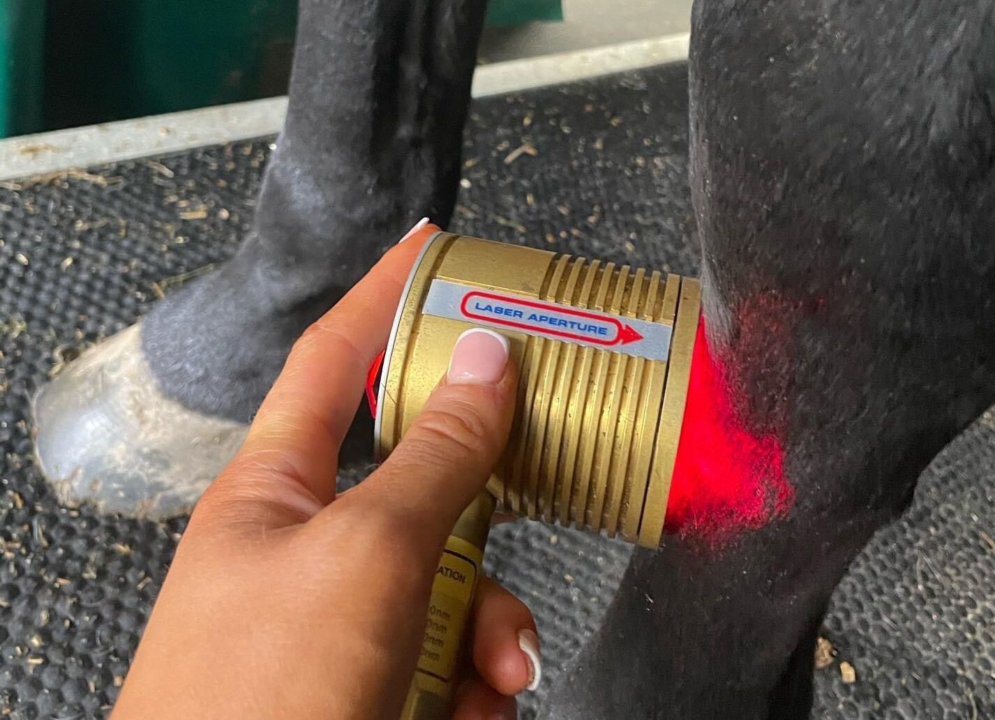 Services HLS Equine Therapy