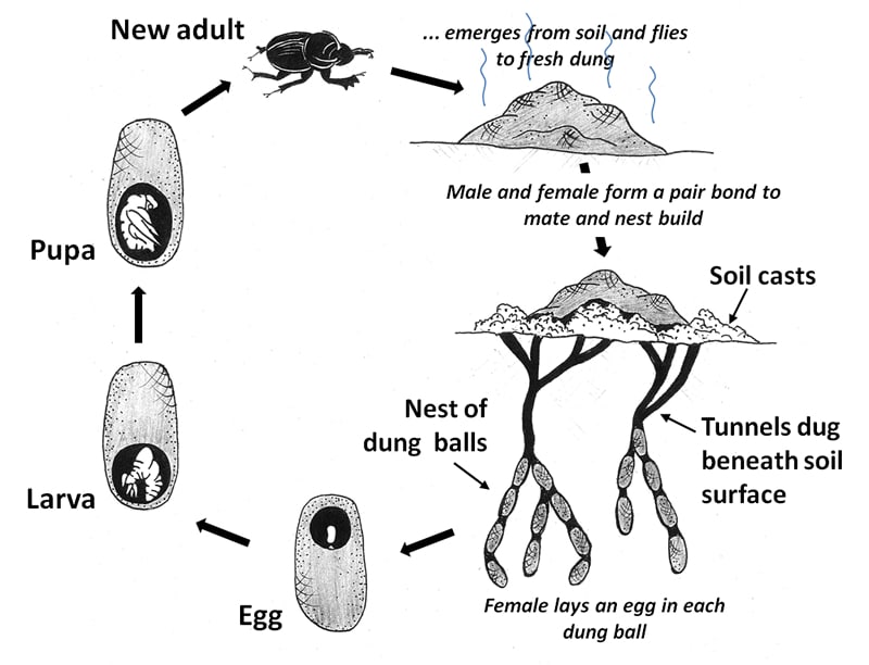 Dung Beetle Facts, Information, Pictures and Video. Learn More