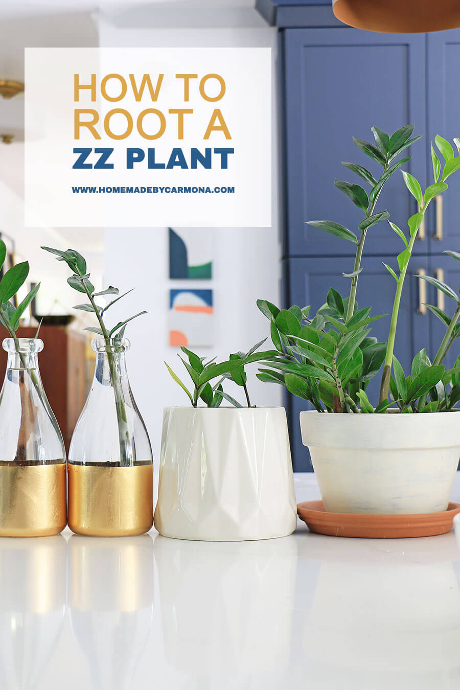 How to Root A ZZ Plant Cutting In Water Home Made By Carmona