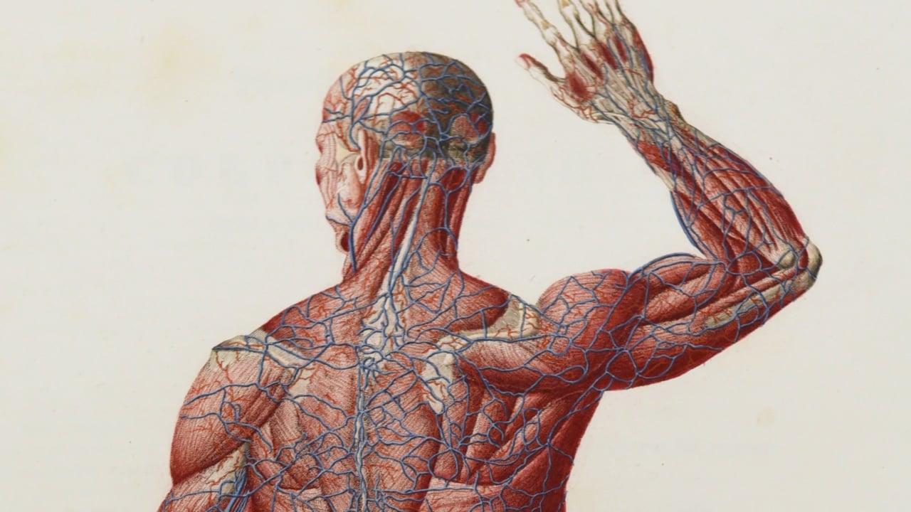 Rewinding the Clock Harvard Medical School