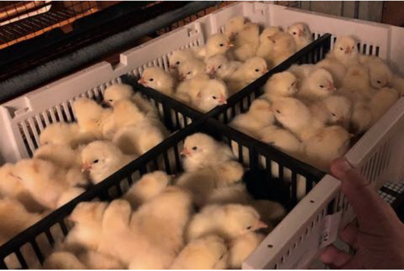 House preparation and arrival of chicks Poultry The Chickipedia H&N