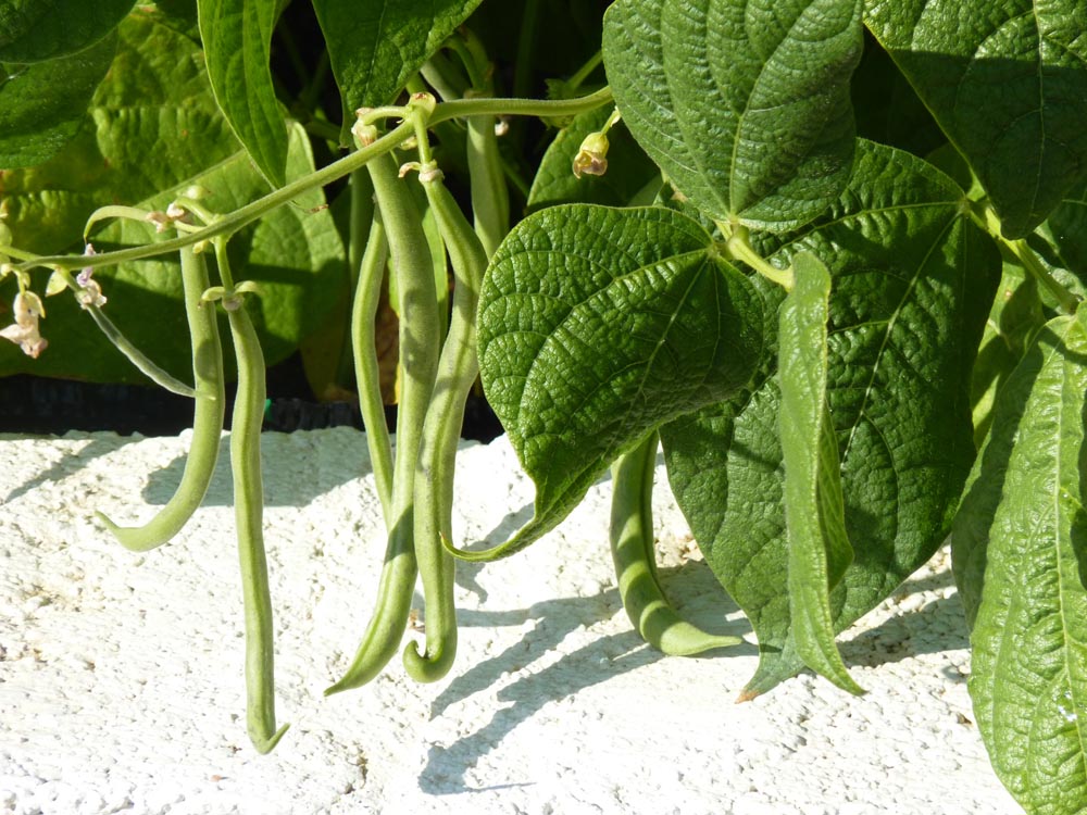 15 Easiest Vegetables To Grow To Get a Fruitful Start