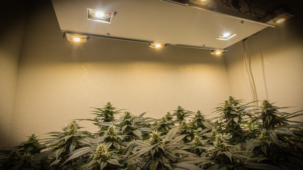 10 DIY Led Grow Lights For Growing Plants Indoors Home And Gardening