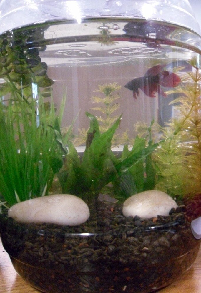 27 Cool DIY Fish Tank Ideas With Tutorials Home And Gardening Ideas