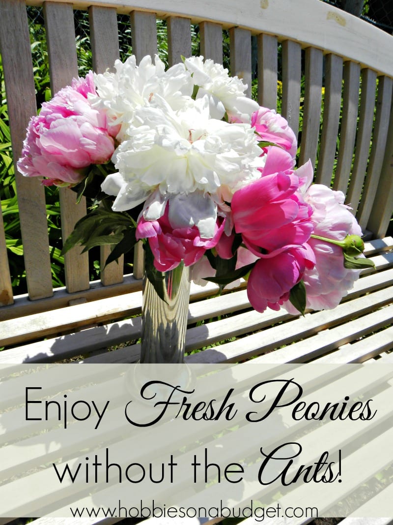 How to Enjoy Cut Peonies without the Ants Hobbies on a Budget