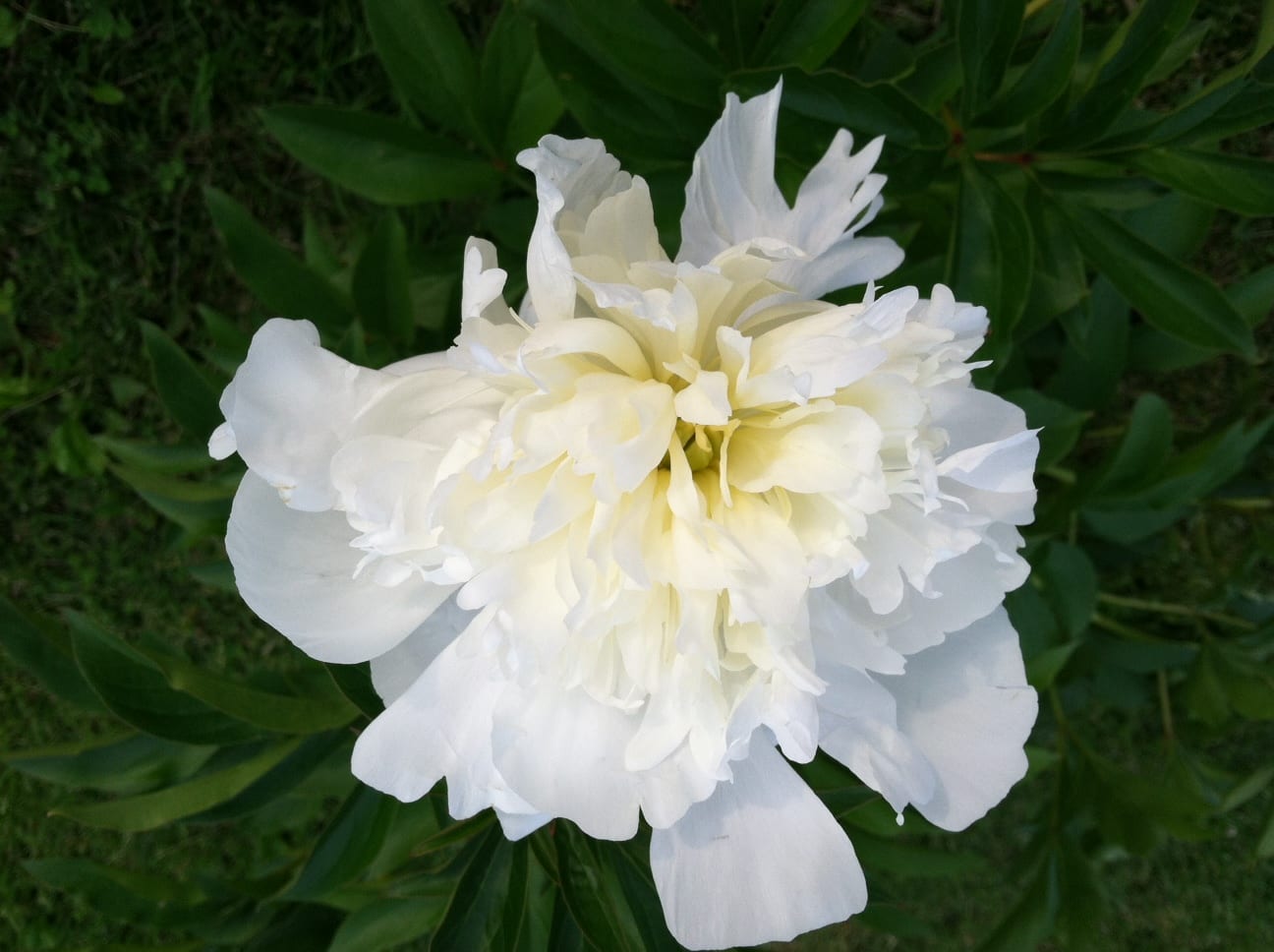 How to Enjoy Cut Peonies without the Ants Hobbies on a Budget