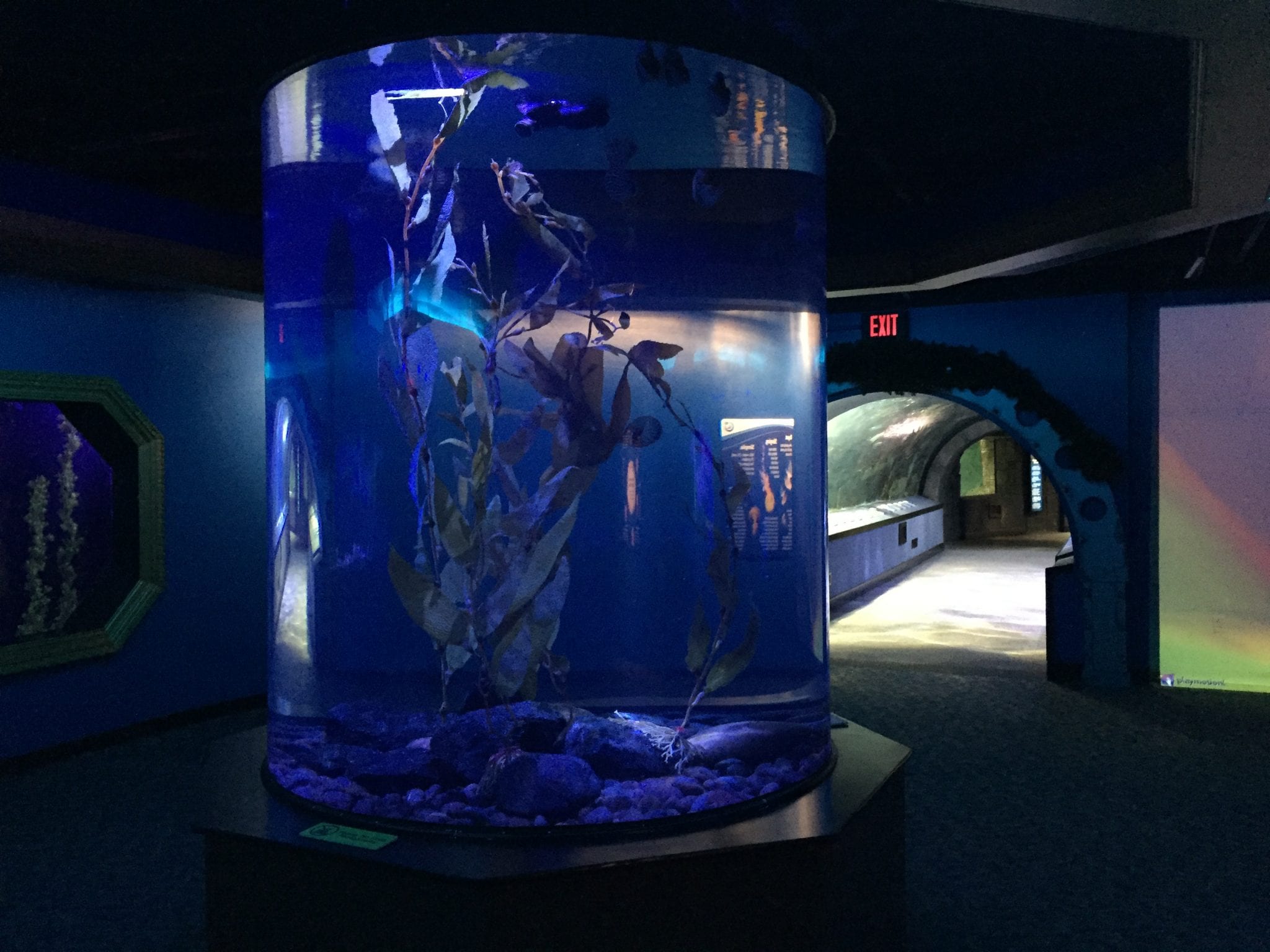 Things to know about the Newport Aquarium Hobbies on a Budget