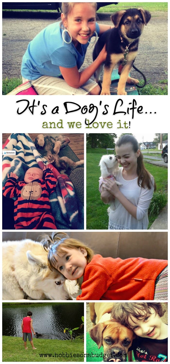 It's a Dog's Life... and we love it! Hobbies on a Budget