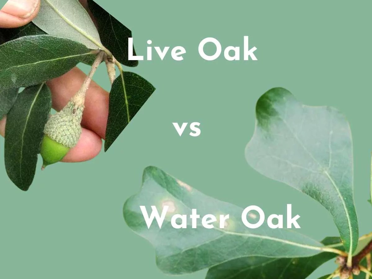 Live Oak vs Water Oak A Comprehensive Guide to Their Differences and Unique Characteristics