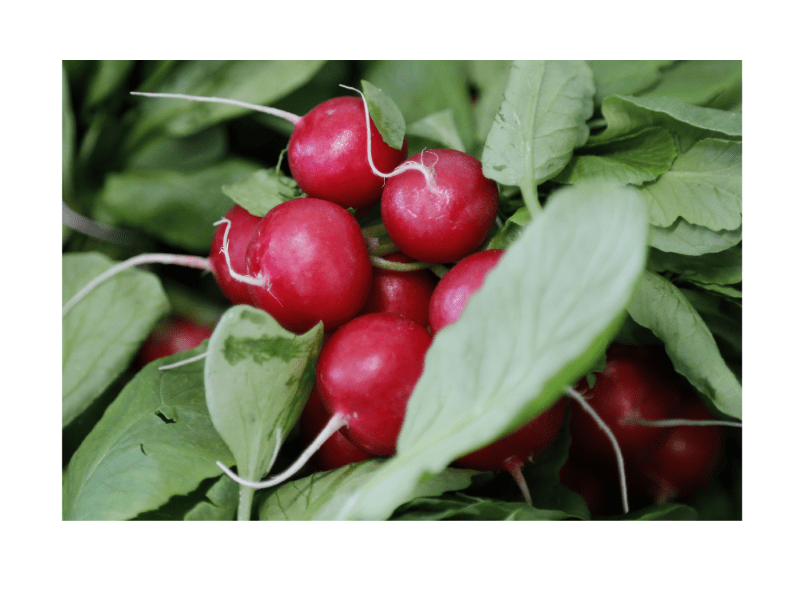 Can Rabbits Eat Radish Greens? · Hobby Farm Heaven