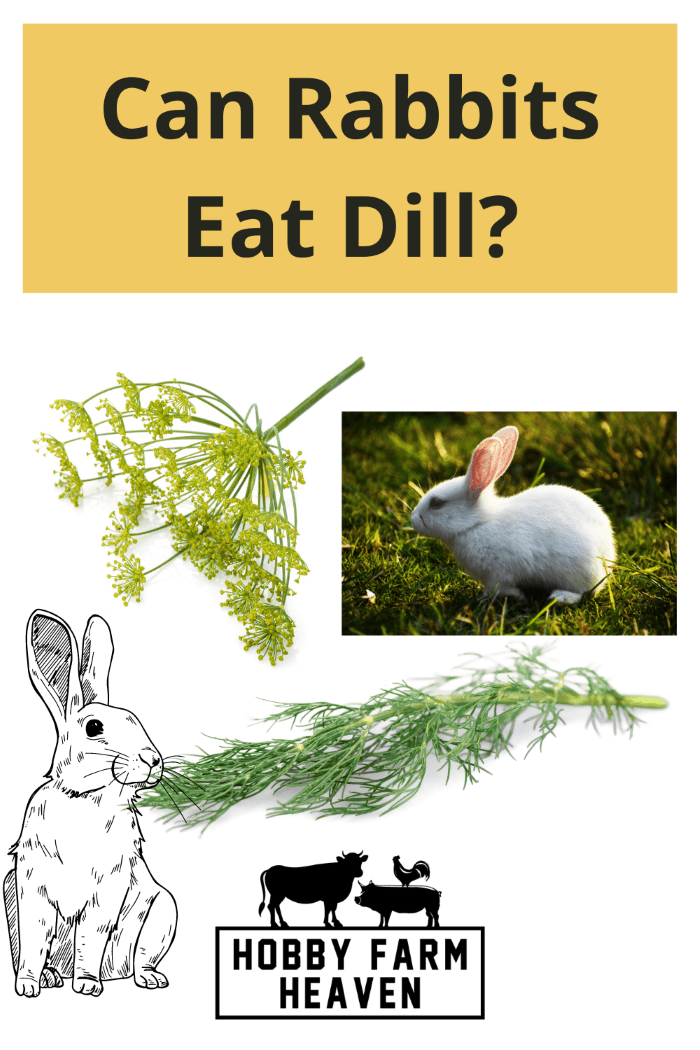 Can Rabbits Eat Dill? · Hobby Farm Heaven