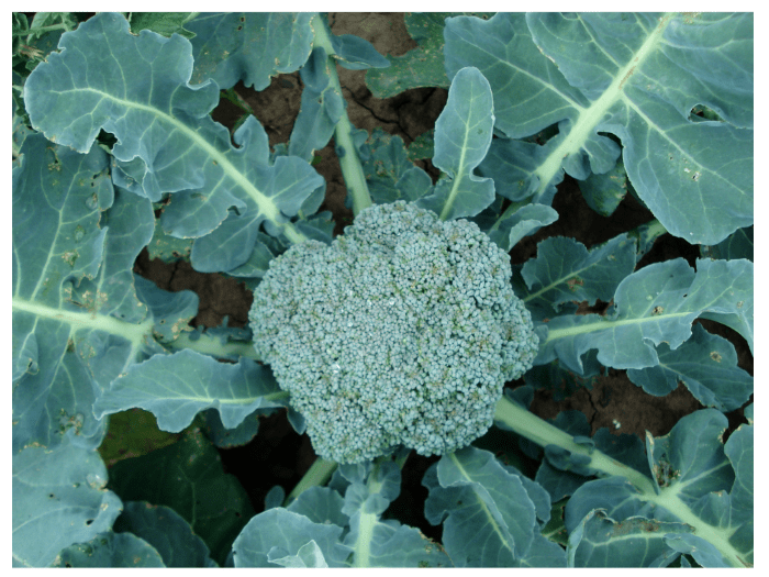 Can Rabbits Eat Broccoli · Hobby Farm Heaven