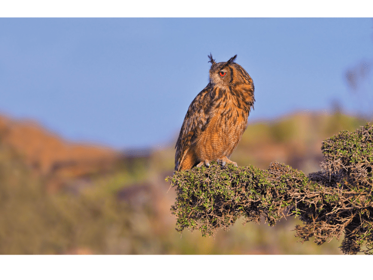 Owls Eat Rabbits · Hobby Farm Heaven