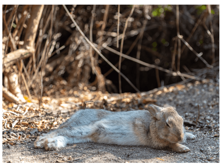 Do Wild Bunnies Carry Disease · Hobby Farm Heaven
