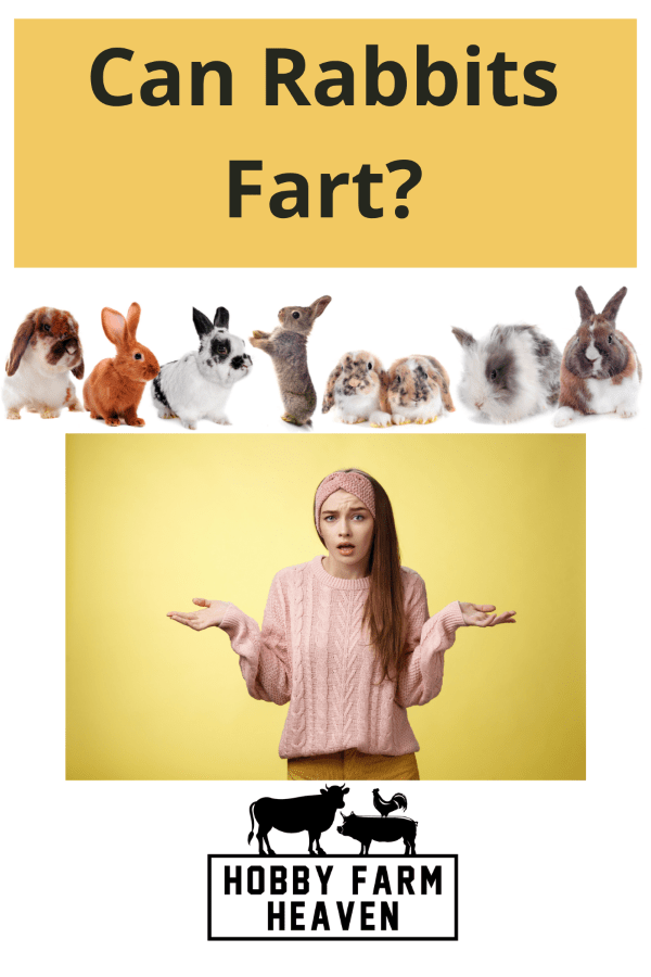 Can Rabbits Fart? · Hobby Farm Heaven