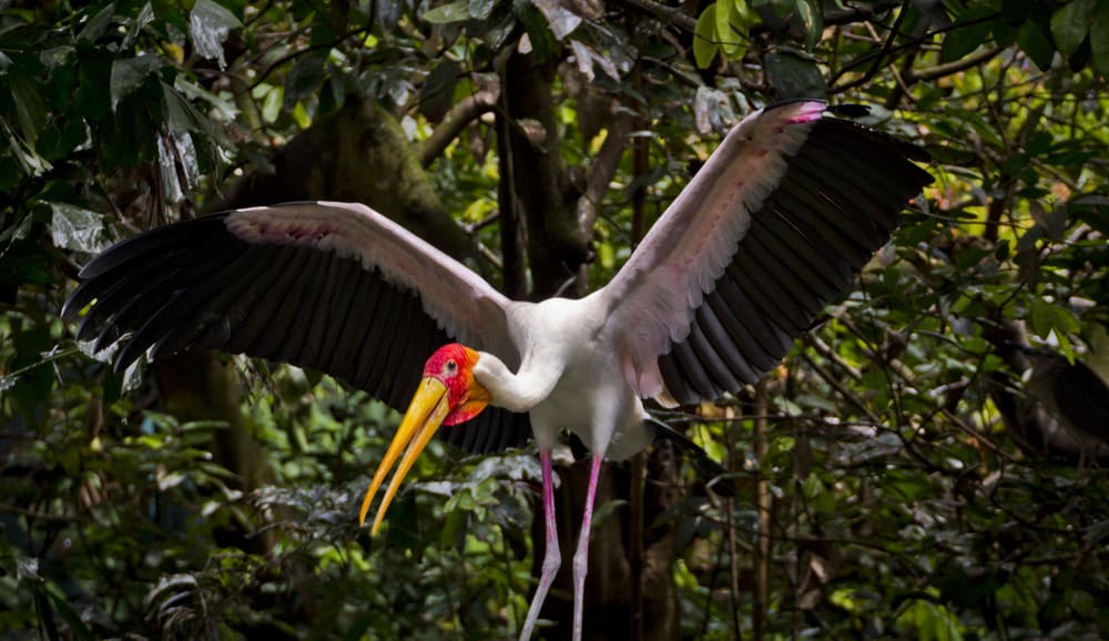 bird watching madagascar Hobby Help