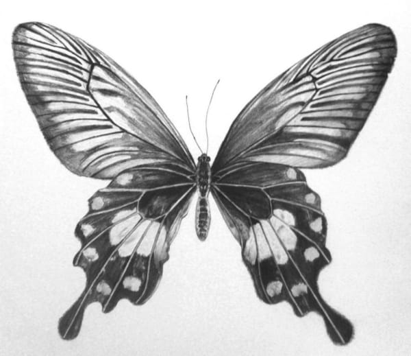 40 Beautiful Simple Butterfly Drawings In Pencil Hobby Lesson