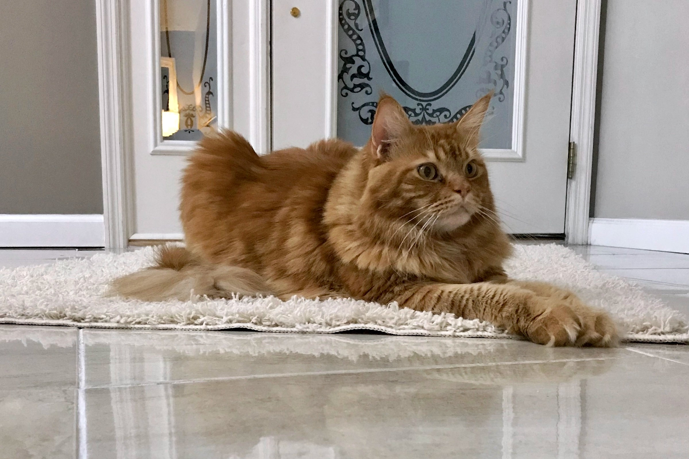 How to make a Cat Memory Book and Celebrate your Cat's Life