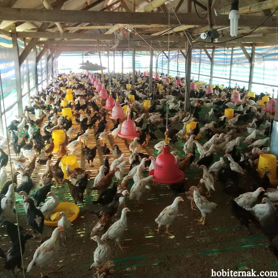 Usaha Ternak Ayam Kampung Super (JOPER) Yang Ekonomis