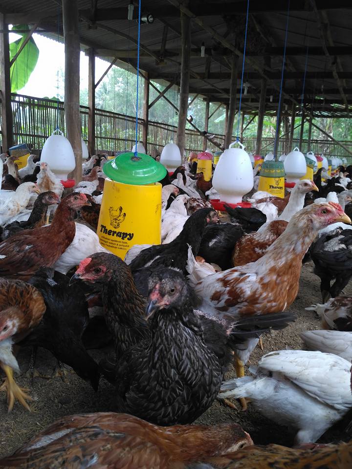 4 Cara Budidaya Ayam Kampung Super (Joper) Hobi Ternak