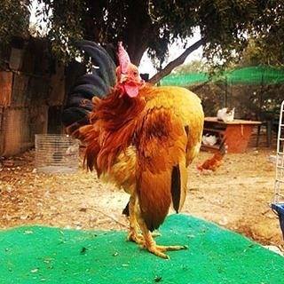 The Unique Of Serama Chicken For Sale And Ready For Breeding