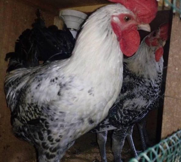 Beternak Ayam Arab Jantan HOBI TERNAK