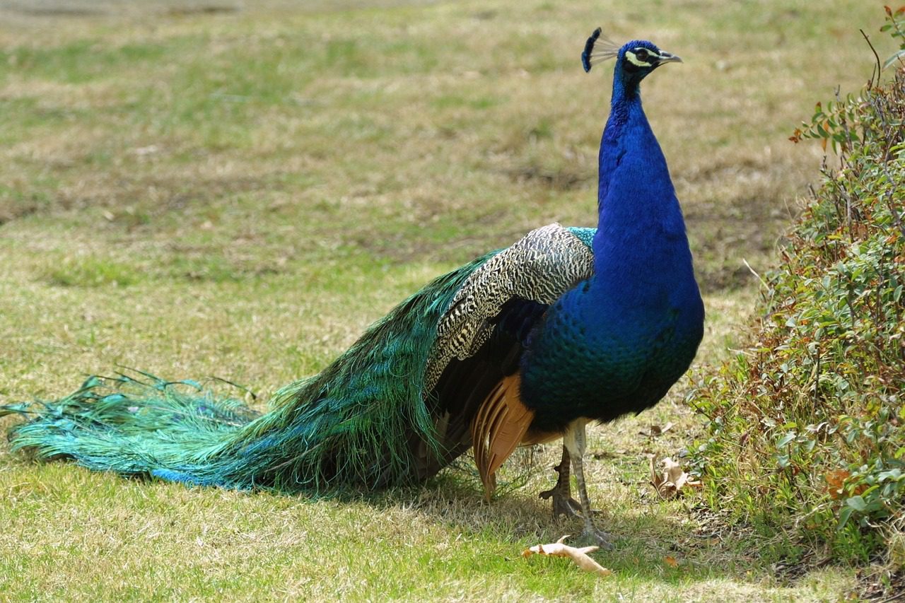 Galeri Foto Burung Merak Biru (Pavo Cristatus) Terbaru 2022