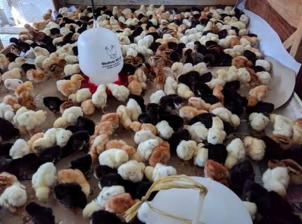 Pakan Ayam Joper Yang Mudah Dicari dan Efisien Untuk Digunakan