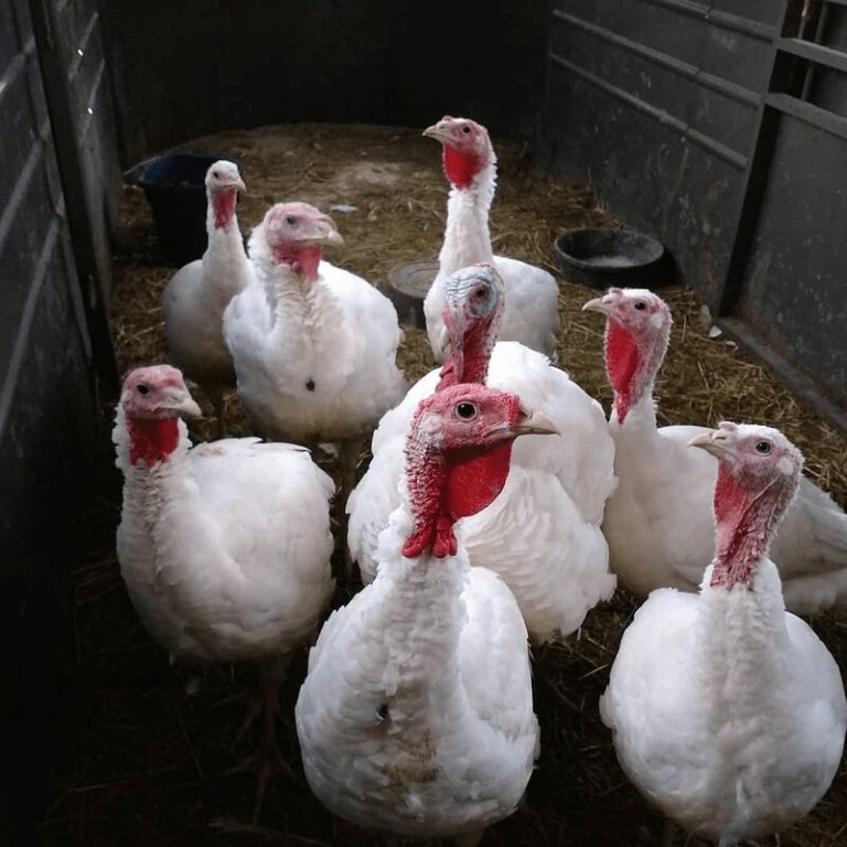 Terbaru Di 2021!! Harga Jual Ayam Kalkun Dari Bibit Sampai Indukan