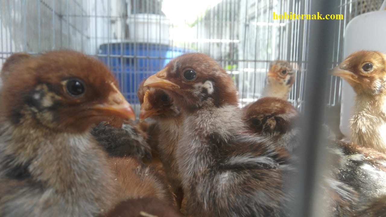 cara ternak ayam arab bagi pemula