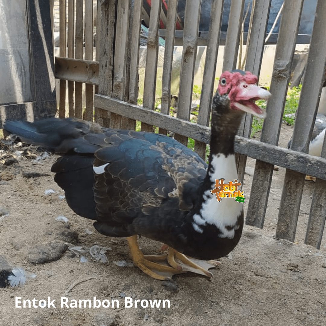 Entok Rambon Berkualitas Promo Harga Murah & Banyak Pilihan!(03)