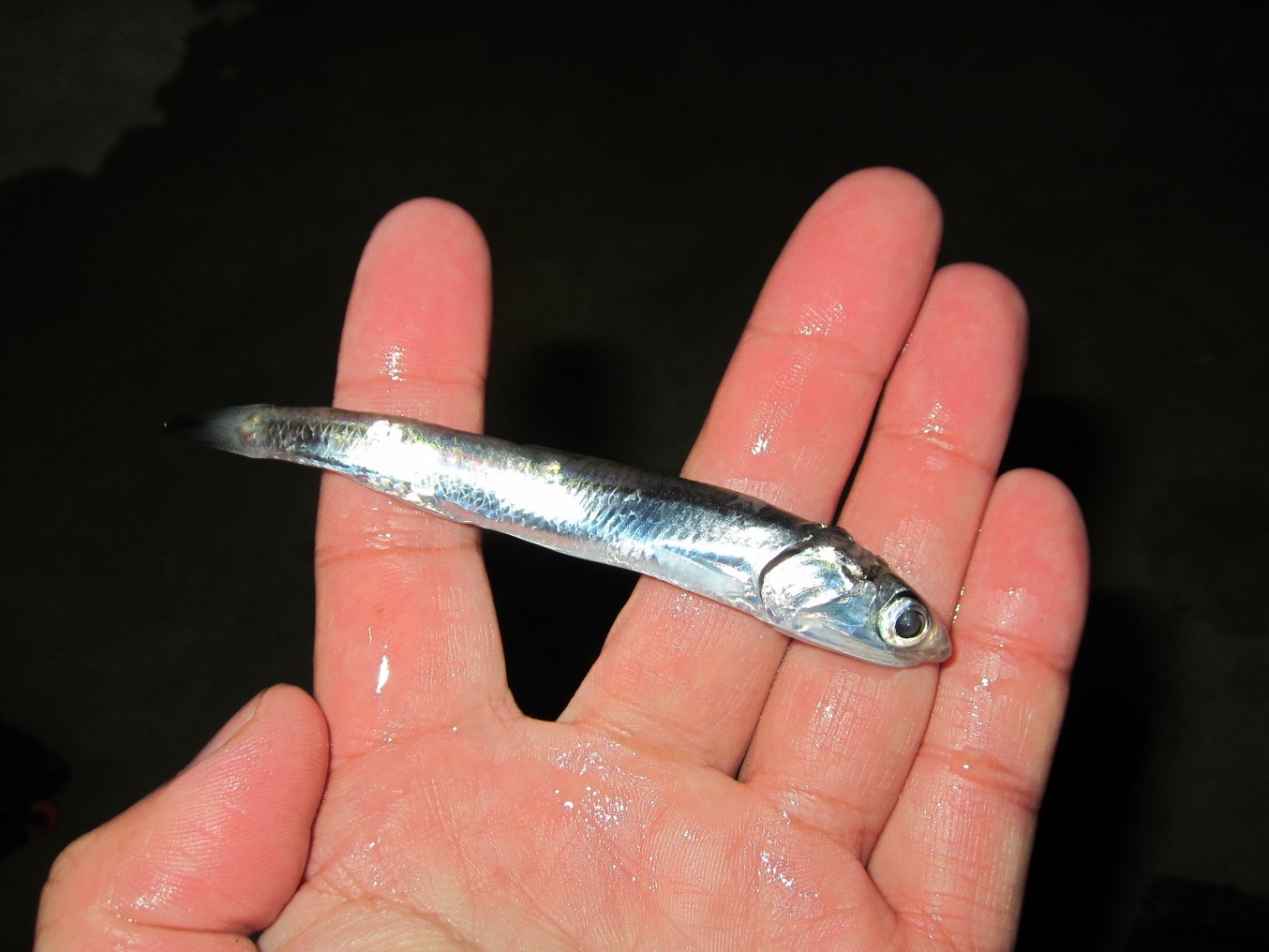 女川町メバル釣行 ほぼ日釣り日記 宮城