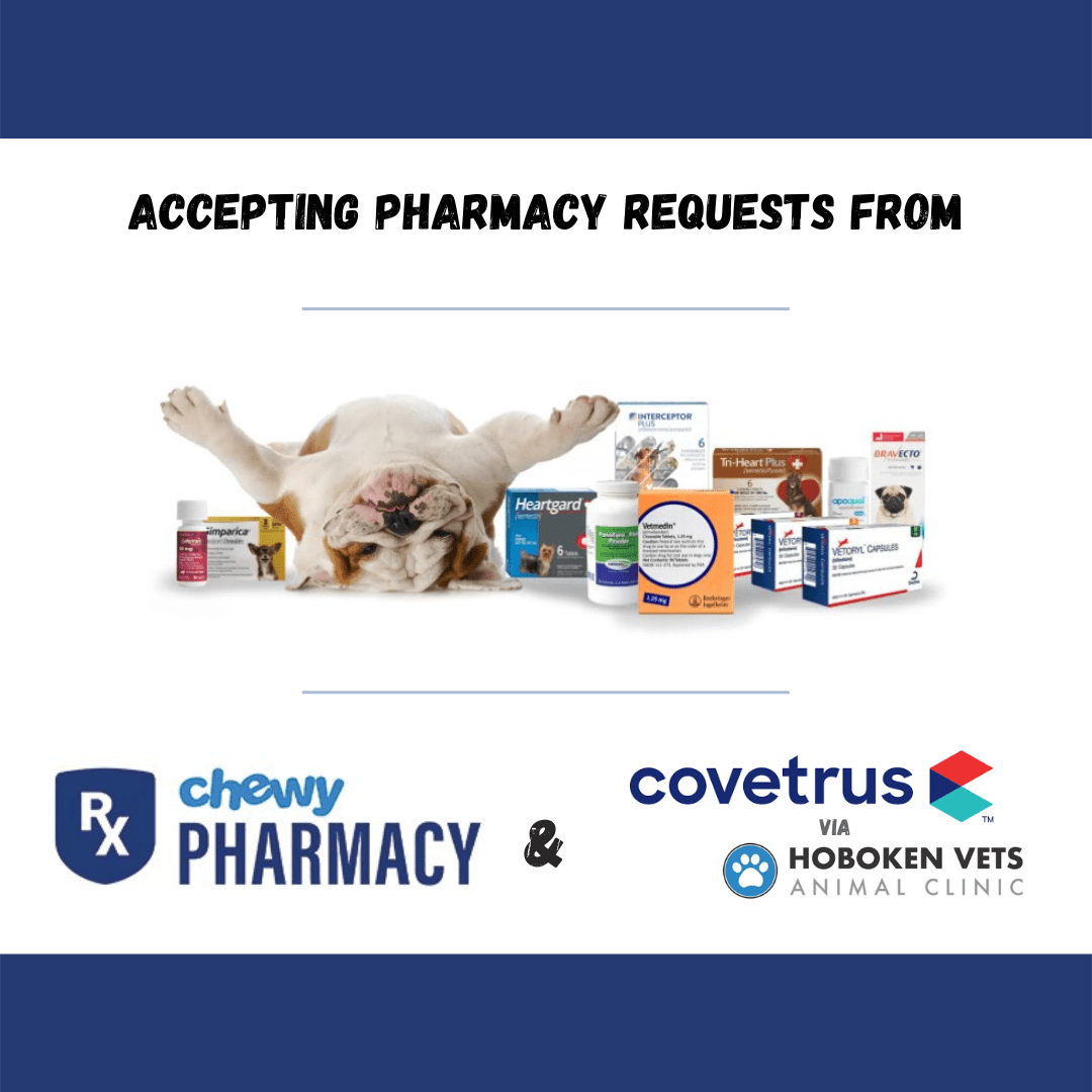 Hoboken, NJ Veterinary FAQs Hoboken Vets Animal Clinic