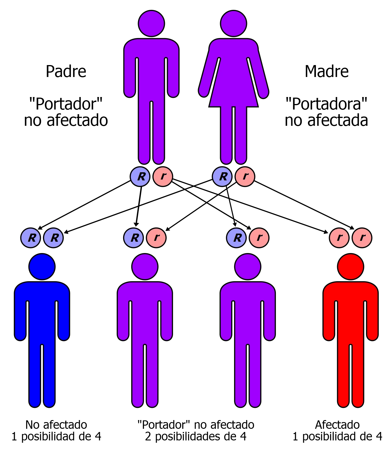 La enfermedad de Batten Hodeilargi Batten