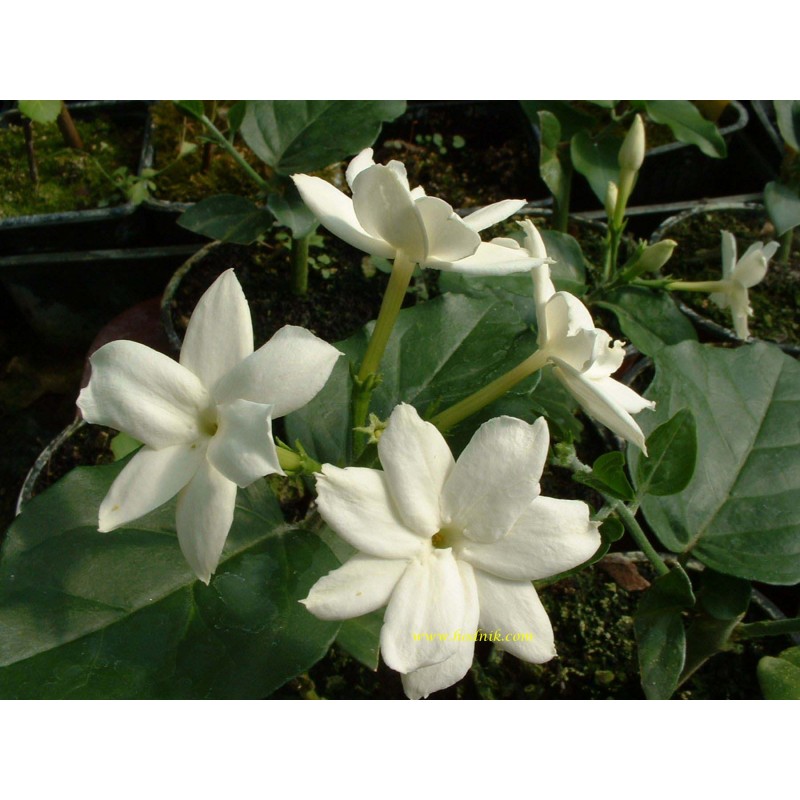 Jasmin sambac