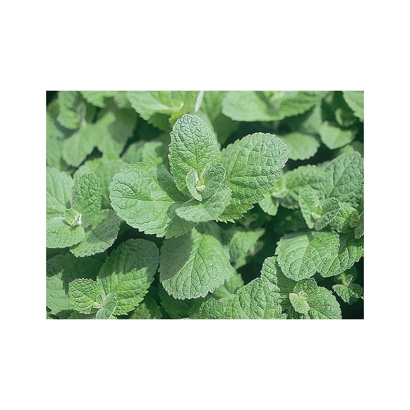 Menthe pomme