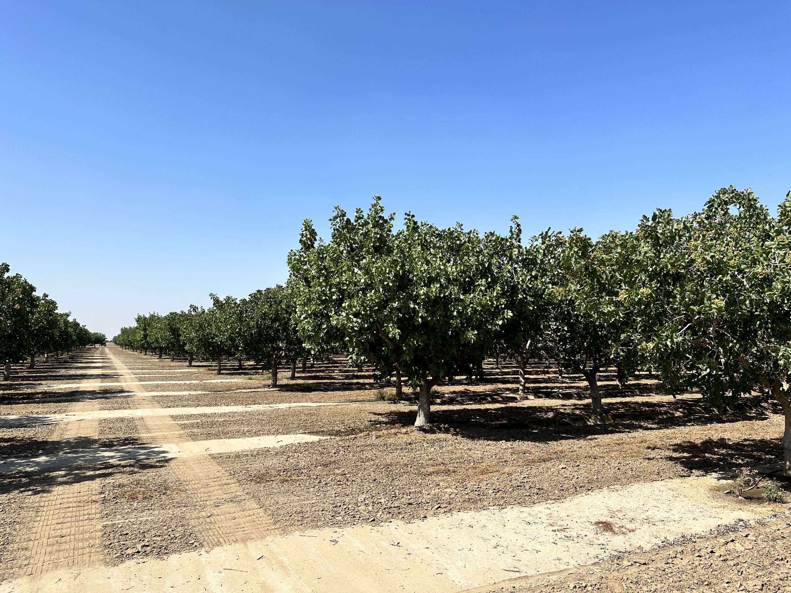 SOLD 138.92 Acre DelanoEarlimart Pistachios Hoekstra & Associates