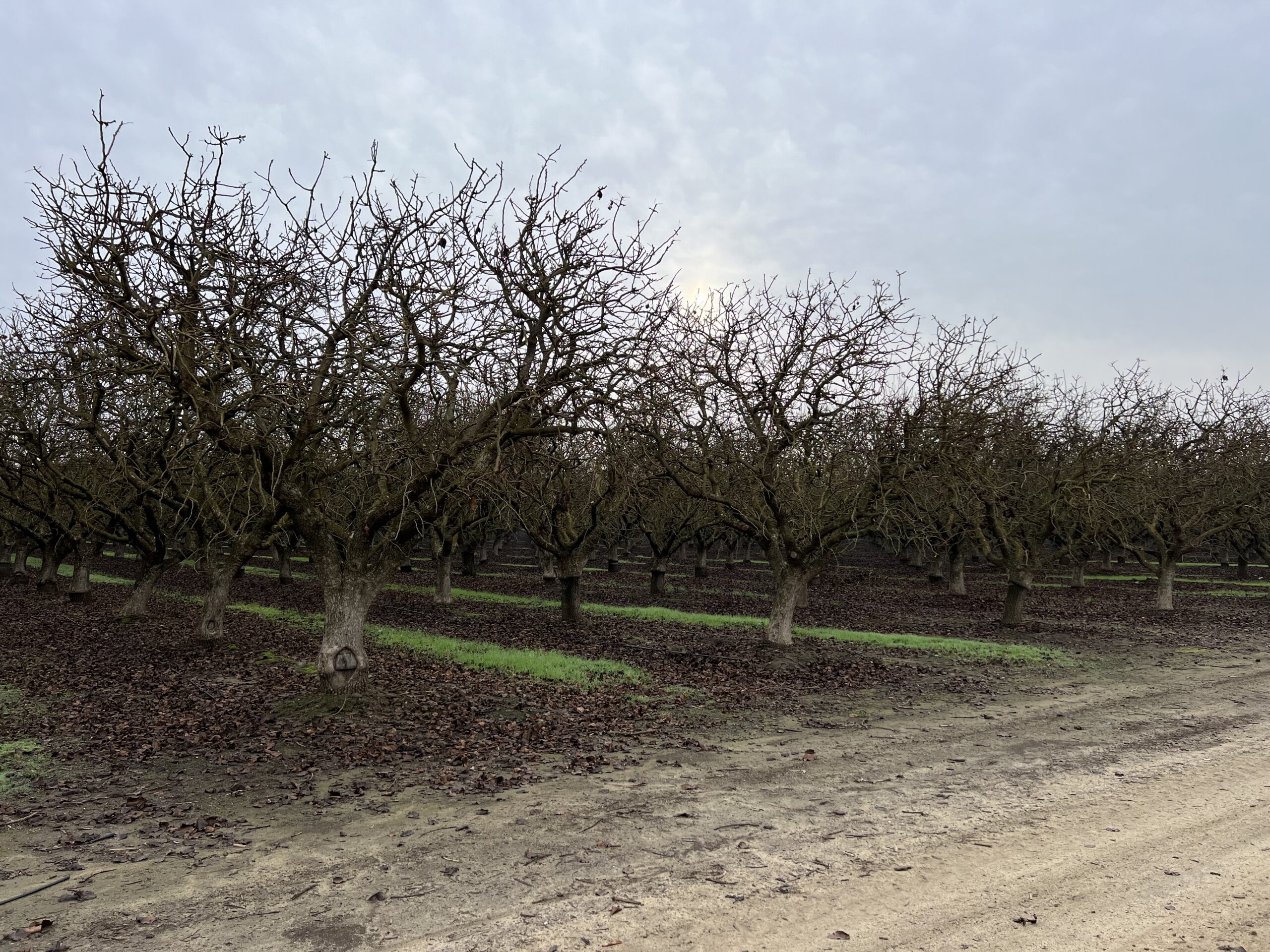 40 Acre Chowchilla Pistachios Hoekstra & Associates