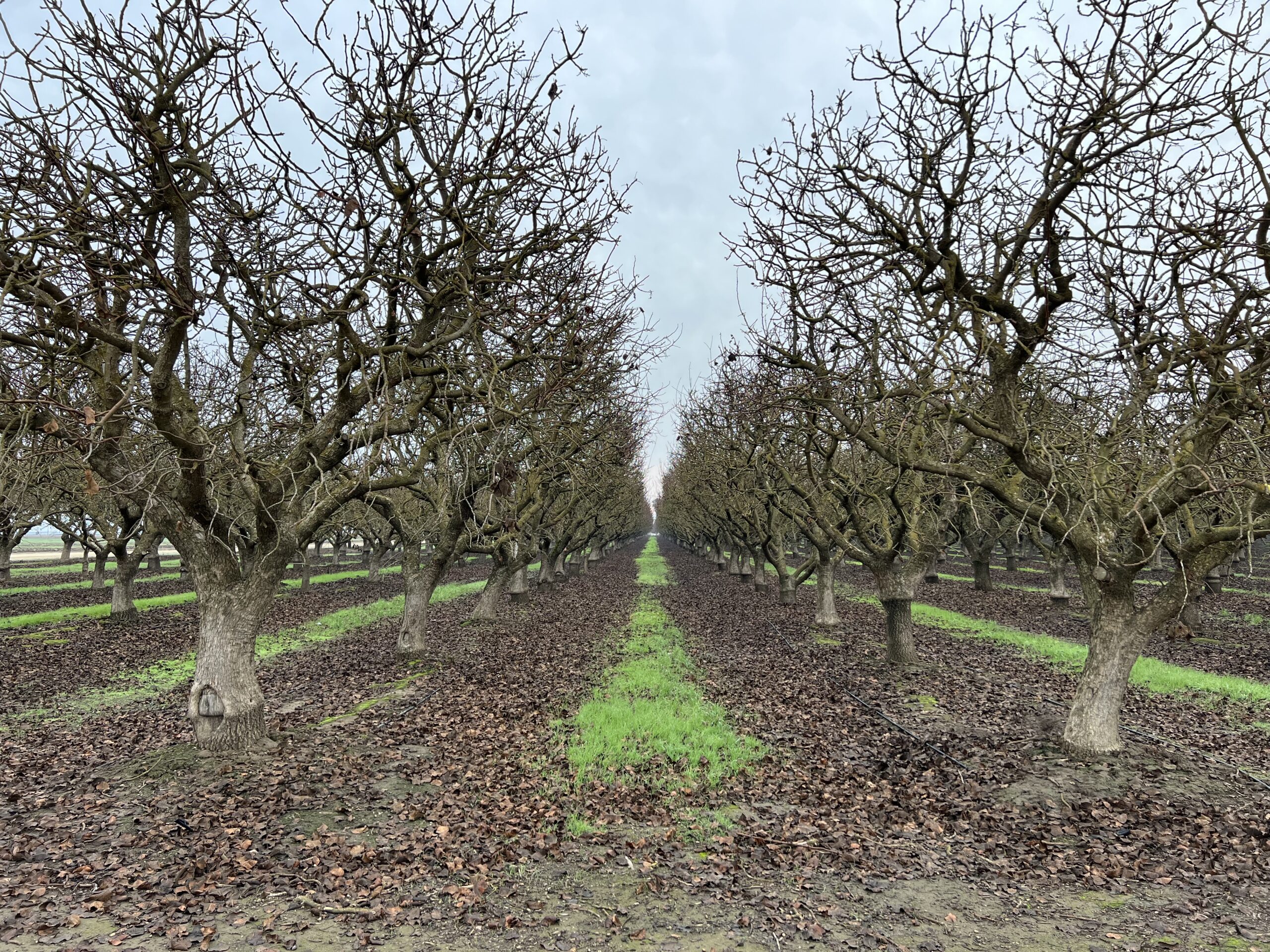 40 Acre Chowchilla Pistachios Hoekstra & Associates