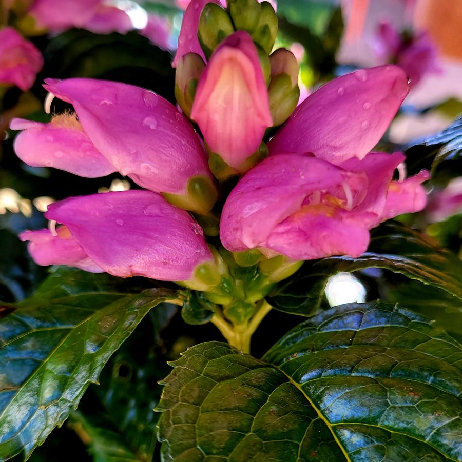 Chelone lyonii 'Hot Lips' Turtlehead from Hoffie Nursery