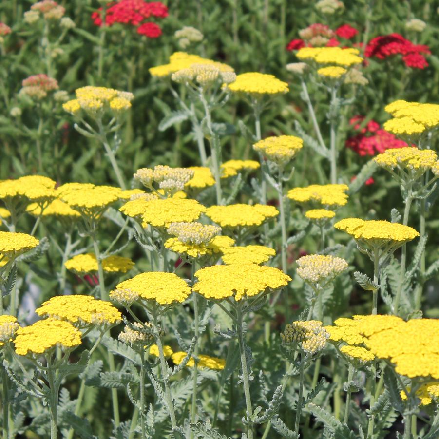 Achillea 'Moonshine' Yarrow from Hoffie Nursery
