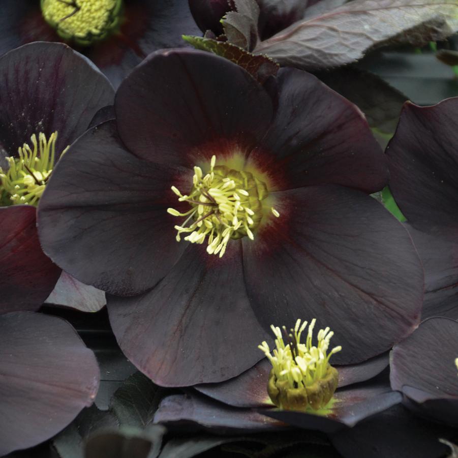 Helleborus 'New York Night' Lenten Rose from Hoffie Nursery
