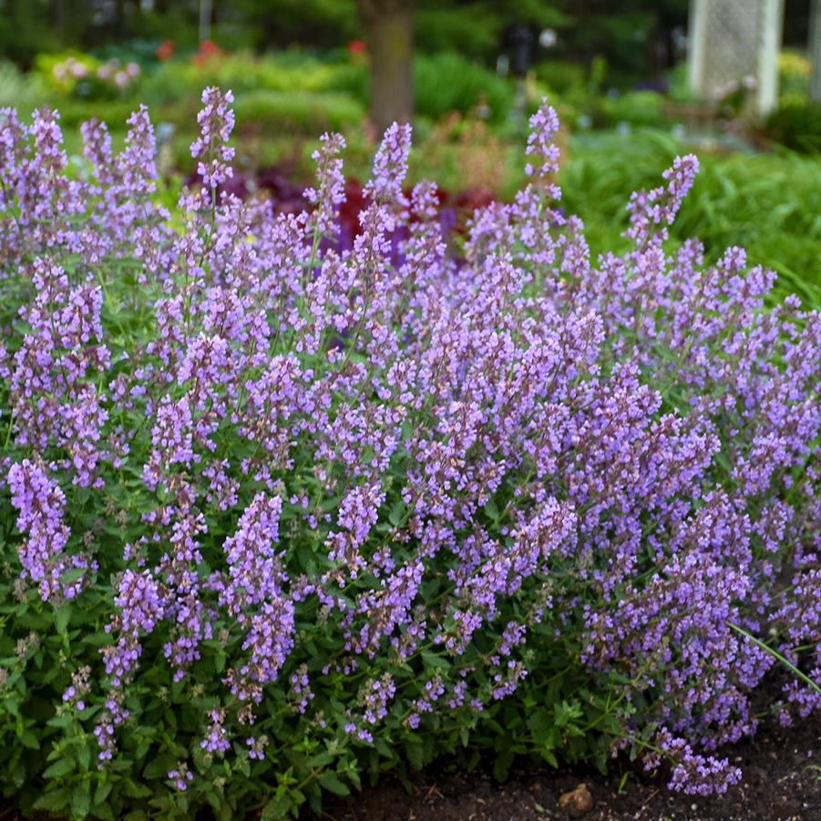 Nepeta faassenii 'Cat's Meow' Catmint from Hoffie Nursery
